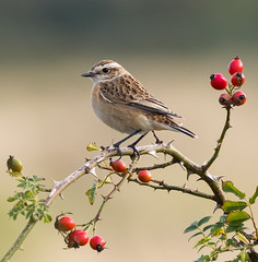 Whinchat among rosehips