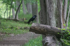 BIRDS - American Crow