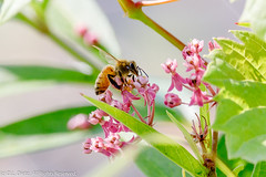 BEES & WASPS - Honey Bee