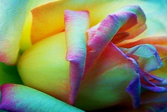 A Rainbow of Roses