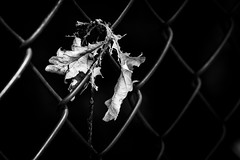 Between The Fences - B&W