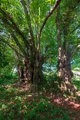 Wales Tree of the Year Shortlist 2019