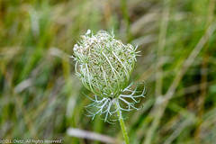 Wildflowers - Queen Anne's Lace