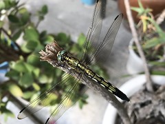 Tombo, Dragonfly, Asukano @Nara,Sep2019