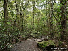 A.H. REED MEMORIAL KAURI RESERVE - CONSERVATION WEEK