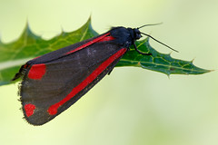 Cinnabar Moth - Tyria jacobaeae