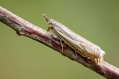 Grass Veneer moth - Crambus lathoniellus
