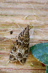 Micro moth - Eudonia mercurella
