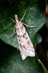 Micro moth - Eudonia angustea