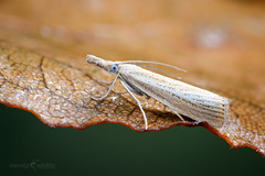 Grass moth - Agriphila straminella