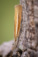Grass Veneer moth - Agriphila selasella