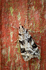 Micro moth - Eudonia delunella