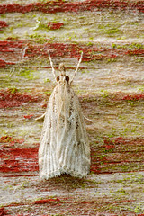 Micro moth - Eudonia pallida