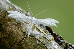 White Plume Moth - Pterophorus pentadactyla