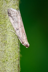 Micro-moth - Ephestia sp.