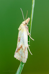 Micro moth - Agapeta hamana