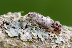 Micro moth - Pammene fasciana
