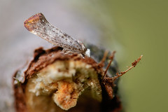 Micro moth - Swammerdamia pyrella