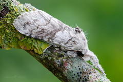 Pale Tussock - Calliteara pudibunda
