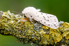 White Ermine - Spilosoma lubricipeda
