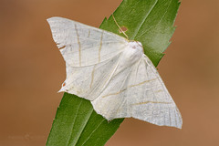Swallow-tailed Moth - Ourapteryx sambucaria