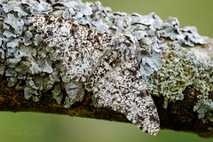 Peppered Moth - Biston betularia