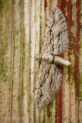 Cypress Pug - Eupithecia phoeniceata