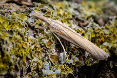 Grass Veneer moth - Agriphila tristella