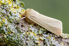 Common Wainscot - Mythimna pallens