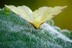 Brimstone Moth - Opisthograptis luteolata