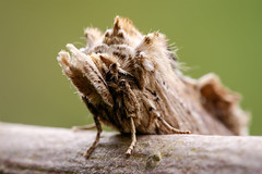 Pale Prominent - Pterostoma palpina