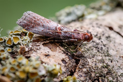 Micro moth - Acrobasis advenella