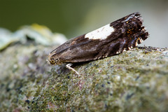 Micro moth - Pammene regiana