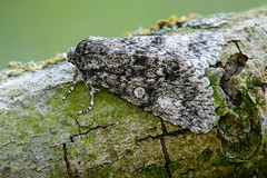 Poplar Grey - Subacronicta megacephala