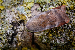 Lesser Broad-bordered Yellow Underwing - Noctua janthe