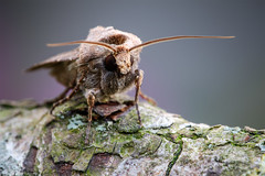 Heart and Dart - Agrotis exclamationis