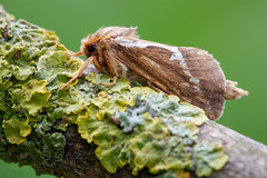 Common Swift - Korscheltellus lupulina