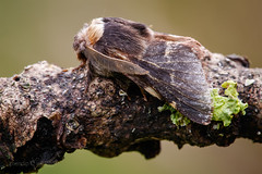December Moth - Poecilocampa populi