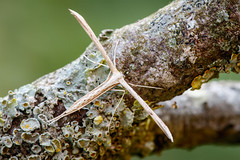Common Plume - Emmelina monodactyla