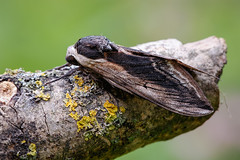 Privet Hawk-moth - Sphinx ligustri