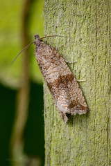 Tortix moth - Celypha striana