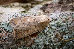 Pale Mottled Willow - Caradrina clavipalpis