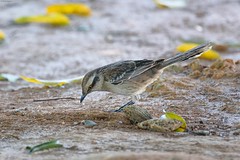 Passeriformes, Mimidae -  thrashers, mockingbirds, tremblers, New World catbirds