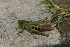 Grasshoppers, Crickets