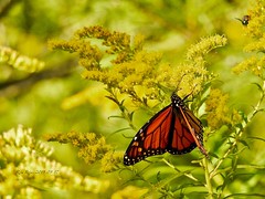 Monarch Butterflys 