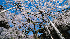 2019-04 京都