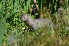 Ameican Mink
