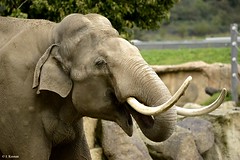 Elephantidae - Elephant