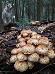 Mushrooms and fungi
