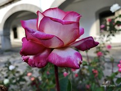 Rosas (Roses)